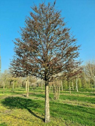 Дерево до 10 м заввишки, зазвичай зростаюче від основи декількома стовбурами, пр. . фото 4