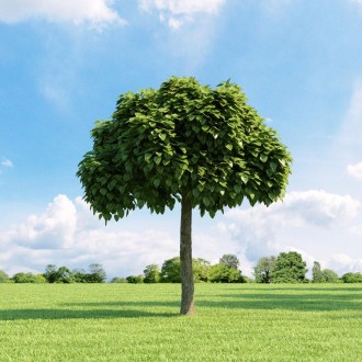 Катальпа бігнонієвидна Нана - листопадне невелике дерево з щільною округлою крон. . фото 7