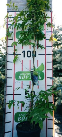 Габітус - деревна ліана;
висота дорослих рослин - 8 м;
ширина крони дорослих рос. . фото 3