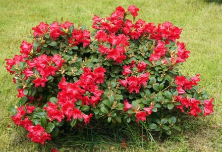 Рододендрон повзучий Скарлет Вондер / Rhododendron Scarlet Wonder - низькорослий. . фото 5