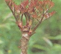 Aralia elala, синонім — А. mandshurica —
листопадний, дуже колючий кущ або невел. . фото 7