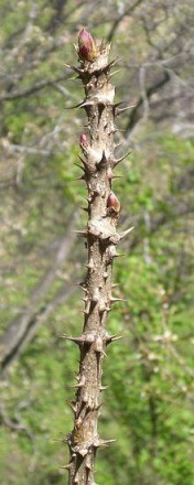 Aralia elala, синонім — А. mandshurica —
листопадний, дуже колючий кущ або невел. . фото 5