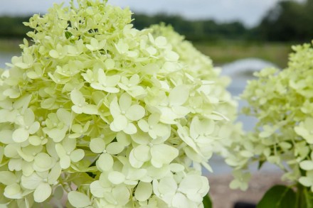 Гортензія волотиста Лаймлайт (Hydrangea paniculata Limelight) - листяний красиво. . фото 3