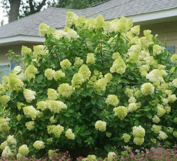 Гортензія волотиста Лаймлайт (Hydrangea paniculata Limelight) - листяний красиво. . фото 4