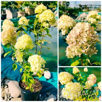 Гортензія волотиста Лаймлайт (Hydrangea paniculata Limelight) - листяний красиво. . фото 1