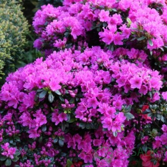 Geisha Purple один з найпоширеніших і красивих рясно-квітучих рододендронів з сі. . фото 6