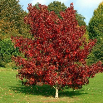 Це дерево буде грати першу скрипку на балу осінніх фарб - восени його листя набу. . фото 2