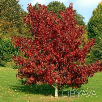 Це дерево буде грати першу скрипку на балу осінніх фарб - восени його листя набу. . фото 1