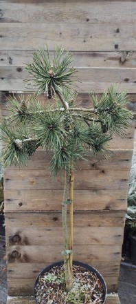 Сосна Глаука / Pinus Glauca -різновид Сосни звичайної з сріблясто-блакитною хвоє. . фото 2