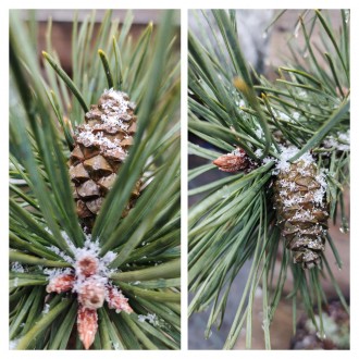 Сосна Глаука / Pinus Glauca -різновид Сосни звичайної з сріблясто-блакитною хвоє. . фото 3