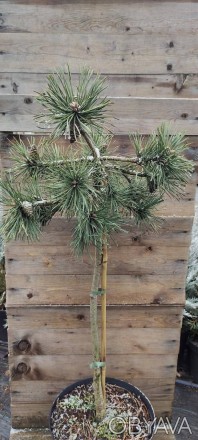 Сосна Глаука / Pinus Glauca -різновид Сосни звичайної з сріблясто-блакитною хвоє. . фото 1