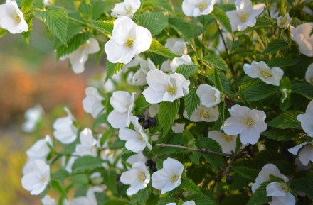 Розовик має квіти білого кольору, розквітають періодично все літо.
Листя світло-. . фото 4