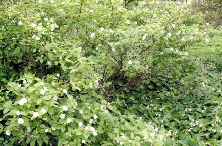 Розовик має квіти білого кольору, розквітають періодично все літо.
Листя світло-. . фото 7