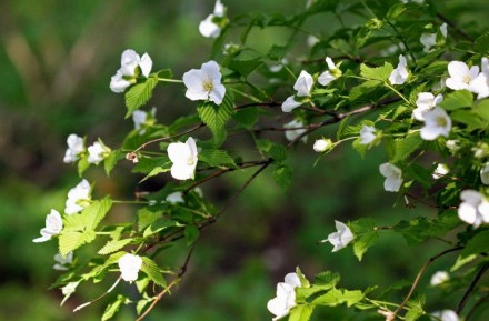 Розовик має квіти білого кольору, розквітають періодично все літо.
Листя світло-. . фото 8