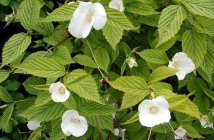 Розовик має квіти білого кольору, розквітають періодично все літо.
Листя світло-. . фото 9
