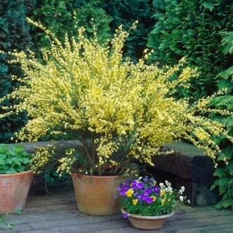 Листопадний чагарник, рідше дерево, сімейства Бобові (Fabaceae). Рокитник - це д. . фото 7