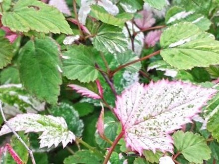 'Variegatus' має листя грубої текстури з глибокими жилками.
Навесні та влітку ли. . фото 5