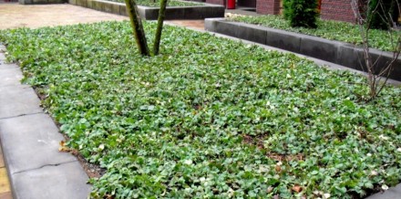 Сорт утворює вічнозелені килими зі щільного, еліптичного, темно-зеленого листя, . . фото 7
