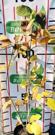 Магнолія Sieboldii (Зибольда) листопадний, невисокий чагарник з невеликими арома. . фото 2