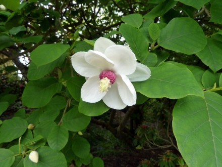Магнолія Sieboldii (Зибольда) листопадний, невисокий чагарник з невеликими арома. . фото 8