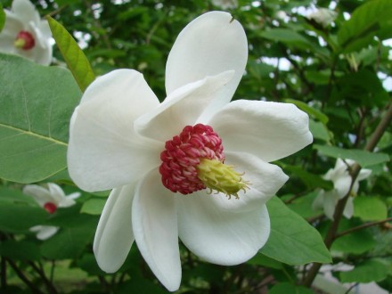 Магнолія Sieboldii (Зибольда) листопадний, невисокий чагарник з невеликими арома. . фото 4