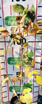 Магнолія Sieboldii (Зибольда) листопадний, невисокий чагарник з невеликими арома. . фото 1
