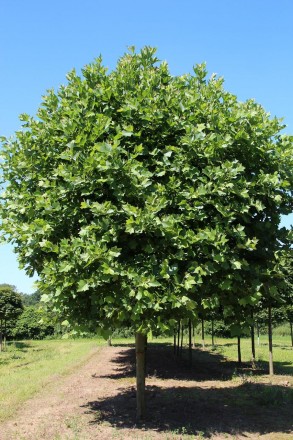 Форма: листопадне дерево, частіше зустрічається в штамбовій формі. Має кулясту т. . фото 5