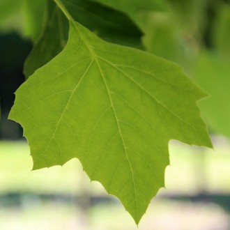 Форма: листопадне дерево, частіше зустрічається в штамбовій формі. Має кулясту т. . фото 4
