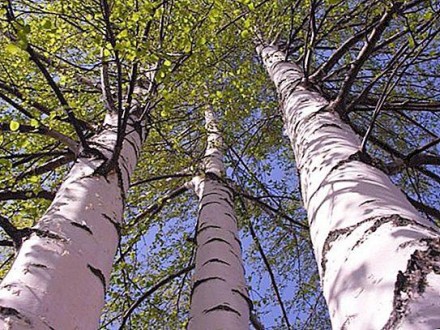 Це — однодомне дерево або великий кущ родини березових, до 20 м заввишки.
Гілки . . фото 3