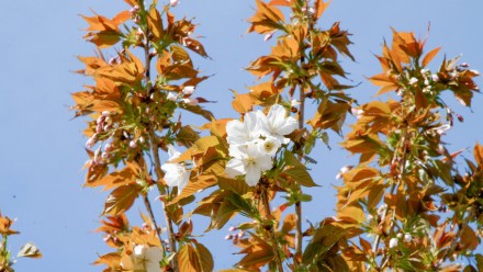 Prunus serrulata 'Tai Haku'-це велика, міцна вишня зі скупченнями довгих черешкі. . фото 7