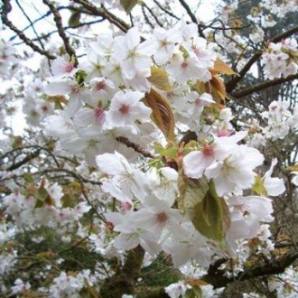 Prunus serrulata 'Tai Haku'-це велика, міцна вишня зі скупченнями довгих черешкі. . фото 4