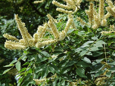 Маакія амурський відноситься до виду дводольних рослин роду Маак. Часто її назив. . фото 5