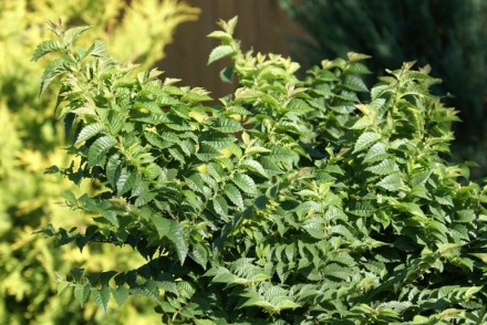 В'яз голландський Жаклін Хіллер (Jacqueline Hillier) - листопадна рослина із аси. . фото 6