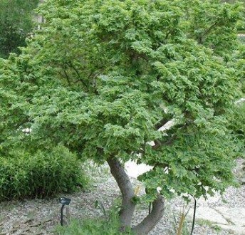 В'яз голландський Жаклін Хіллер (Jacqueline Hillier) - листопадна рослина із аси. . фото 4
