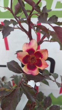 Ще одна цікава троянда з «очима» серії.
Цей сорт має більші квітки ніж інші пред. . фото 2