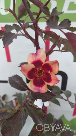 Ще одна цікава троянда з «очима» серії.
Цей сорт має більші квітки ніж інші пред. . фото 1