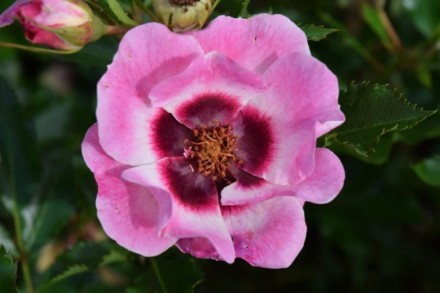 Троянда Тренді - сучасний сорт рясноквітучої напівмахрової троянди, яка відносит. . фото 4