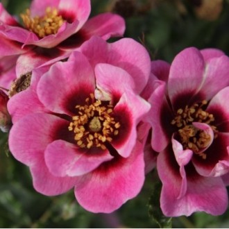 Троянда Тренді - сучасний сорт рясноквітучої напівмахрової троянди, яка відносит. . фото 5