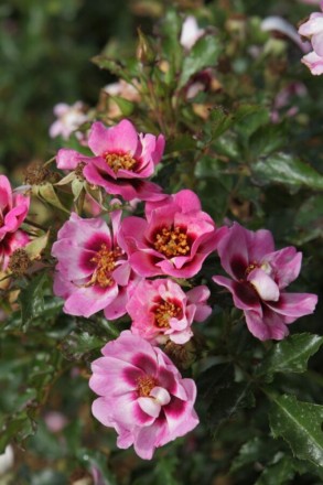 Троянда Тренді - сучасний сорт рясноквітучої напівмахрової троянди, яка відносит. . фото 6