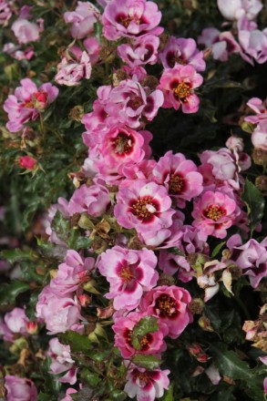 Троянда Тренді - сучасний сорт рясноквітучої напівмахрової троянди, яка відносит. . фото 2