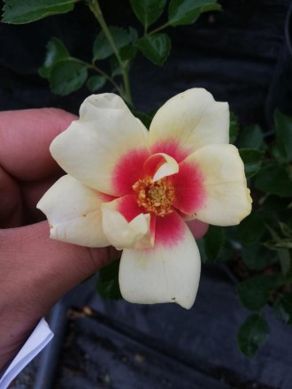 Цікаво троянда сорту з " очима" =)
Квіти досить крупні,їх розмір коливається від. . фото 3