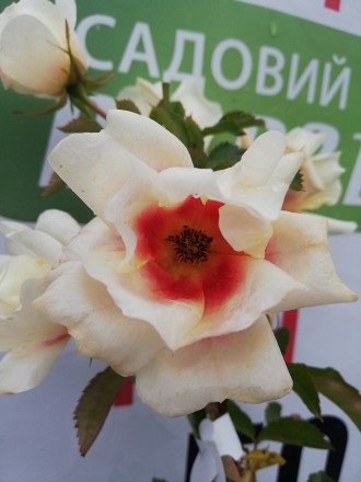 Цікаво троянда сорту з " очима" =)
Квіти досить крупні,їх розмір коливається від. . фото 11