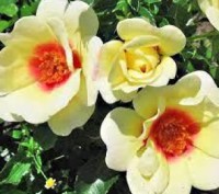 Цікаво троянда сорту з " очима" =)
Квіти досить крупні,їх розмір коливається від. . фото 7