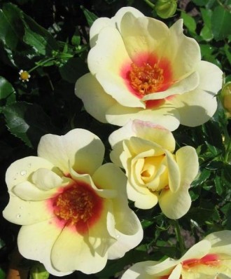 Цікаво троянда сорту з " очима" =)
Квіти досить крупні,їх розмір коливається від. . фото 9