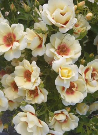 Цікаво троянда сорту з " очима" =)
Квіти досить крупні,їх розмір коливається від. . фото 8