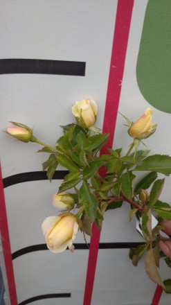 Цікаво троянда сорту з " очима" =)
Квіти досить крупні,їх розмір коливається від. . фото 5