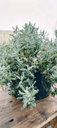 Сантоліна кипарисоподібна - багаторічна рослина із сімейства складноцвітих. Дуже. . фото 2