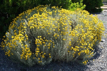 Сантоліна кипарисоподібна - багаторічна рослина із сімейства складноцвітих. Дуже. . фото 6