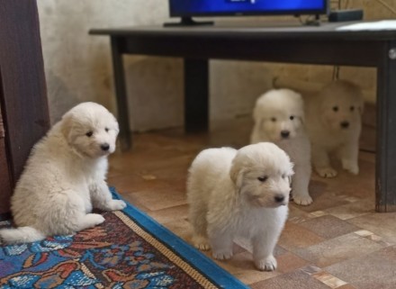 Продам породистых щенков Мареммо-абруццкой овчарки.. Киев. фото 1 Продам породистых щенков Мареммо-абруццкой овчарки.. Киев. фото 1