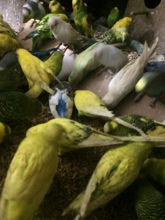 Продам попугаев Волнистых взрослых-малышей ,разного окраса ,девочек и мальчиков . . фото 7